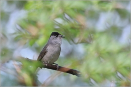 <p>PĚNICE ČERNOHLAVÁ (Sylvia atricapilla) /Eurasian blackcap - Mönchsgrasmücke/</p>